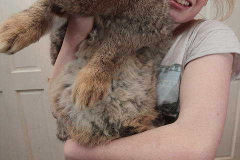 Объявлен новый самый большой кролик в мире
