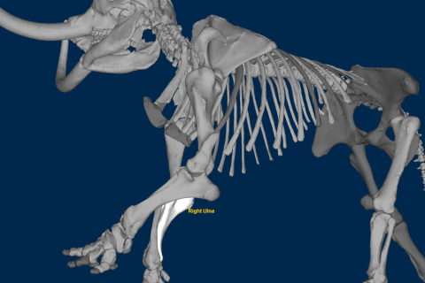 3D-модели древних окаменелостей теперь можно изучать в сети