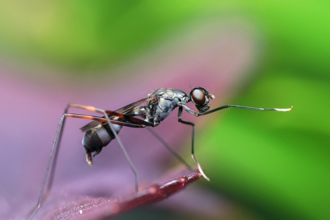 Комарі переносять не лише хвороби: вони можуть мимоволі забруднювати екос