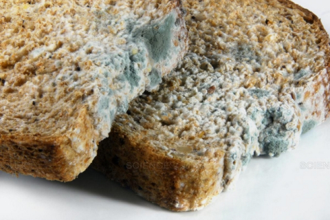Можно ли есть «чистую» часть заплесневелого хлеба?