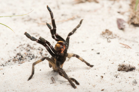 Чоловіки і жінки по-різному справляються зі страхом перед павуками, — дослідження