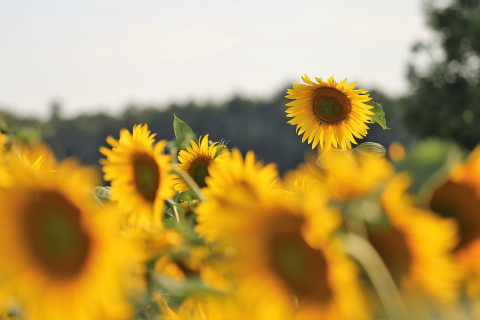Вибір гібридів соняшнику для вирощування на українських полях