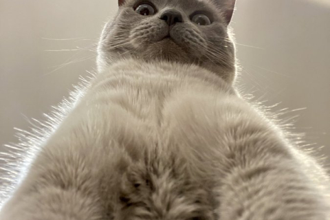 «Вот это номер!»: Кот сделал селфи и стал знаменит (ФОТО)