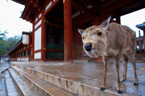 Щоб спасти оленів, японці нагодують їх їстівними пакетами