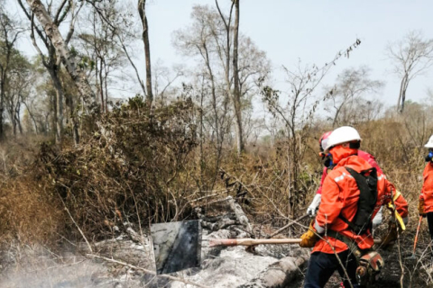 Попит на яловичину в Китаї сприяє вирубці лісів та лісовим пожежам у Болівії