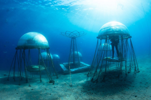 В Італії створено підводні городи з грибами і рослинами. ФОТОрепортаж