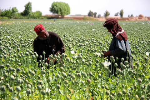  Цены на афганском рынке опиума растут при талибах. ФОТОрепортаж