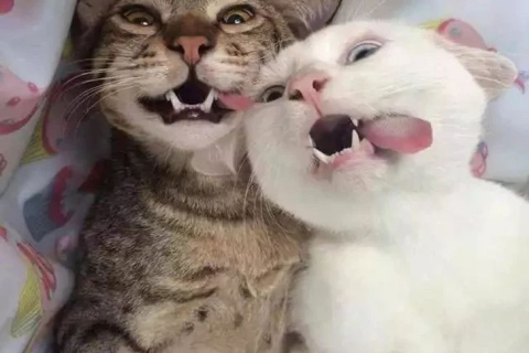 "Сумно? Заведи кота, а краще двох" — кумедні фото котиків, що розсмішили інтернет