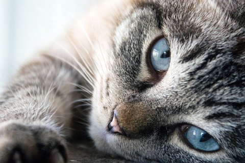 "Помогите! Спасите!": уморительная кошка освоила человеческий язык, лишь бы не ехать к ветеринару