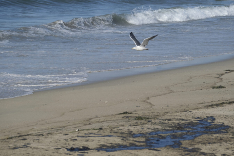 Масштабний розлив нафти вбиває диких тварин і закриває пляжі на півдні Каліфорнії (ВІДЕО)
