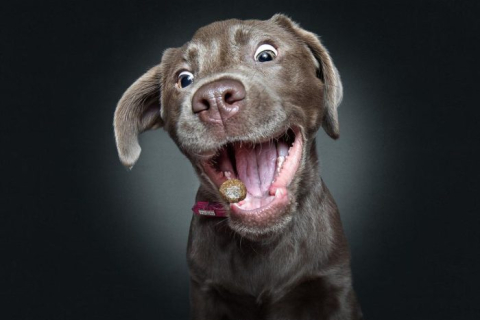 Забавные гримасы собак, ловящих лакомство — рассмешат до слез. ФОТОрепортаж