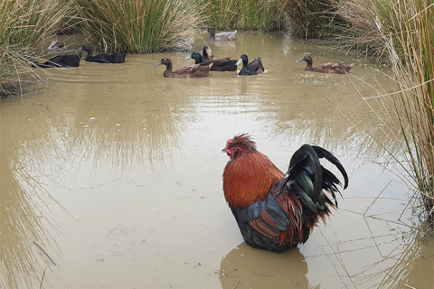 10 забавных неудачных фотографий птиц, опубликованных в этой группе — поднимут настроение