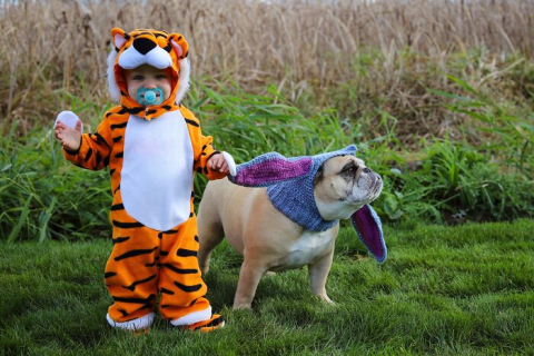 10 ужасно милых костюмов на Хэллоуин для домашних животных