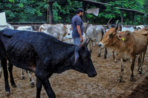 Вірус знищив 100 000 голів великої рогатої худоби в Індії