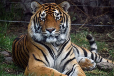 Індія: тигра-людожера застрелено після вбивства десяти осіб (ВІДЕО)