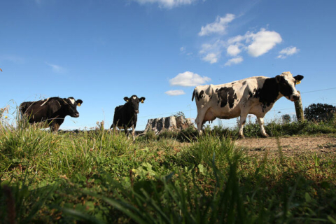 Налог на коровью отрыжку и мочу — предложение правительства Новой Зеландии вызвало гнев фермеров