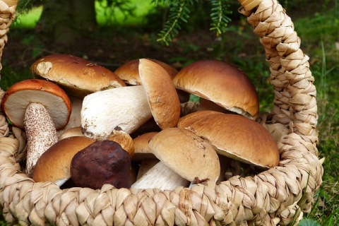 Небывалый урожай: ливни принесли во Францию и Швейцарию обилие грибов (ВИДЕО)