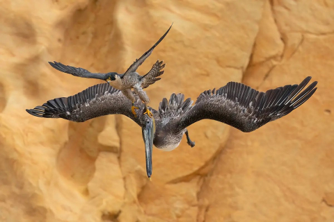 Найприголомшливіші фото птахів від переможців конкурсу «Пташиний фотограф року 2023». ФОТОрепортаж