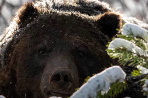В результате нападения медведя гризли в национальном парке Банфф погибла супружеская пара
