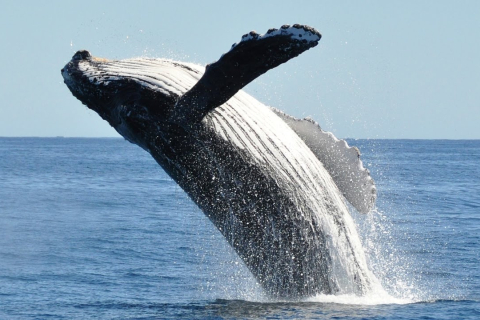 В Австралії чоловік загинув після зіткнення кита з човном