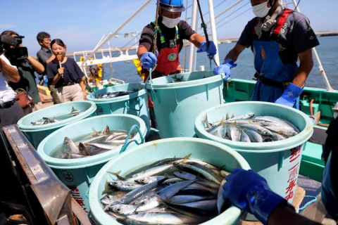 Країни "Великої сімки" закликали Китай скасувати заборону на рибу з Японії