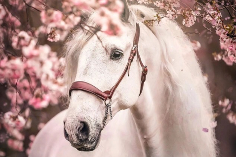 Фотограф коней робить дивовижні фото поруч з квітучими вишнями (ФОТО)