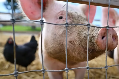 У США вперше виявлено пташиний грип H5N1 у свині (ВІДЕО)