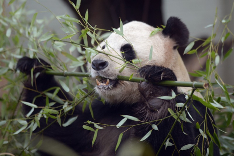 У шотландському зоопарку очікують періоду спарювання панд