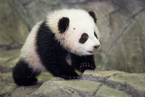 Маленька панда зустріне відвідувачів вашингтонського зоопарку