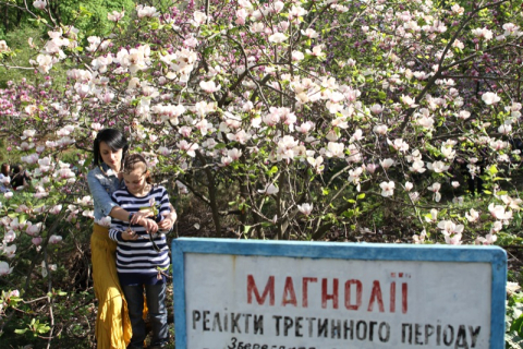 Сад магнолий в Киеве цветёт и пахнет