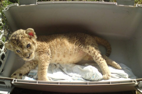 В Одесском зоопарке родились три львенка. ФОТОРЕПОРТАЖ