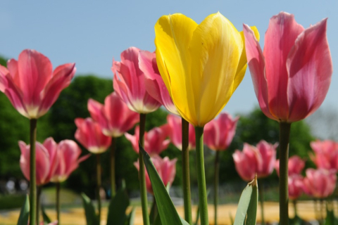Голландия по-украински: в Киеве открылась выставка тюльпанов