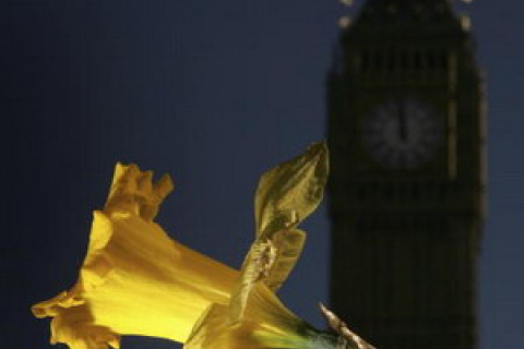 У Лондоні розквітли нарциси (фотоогляд)