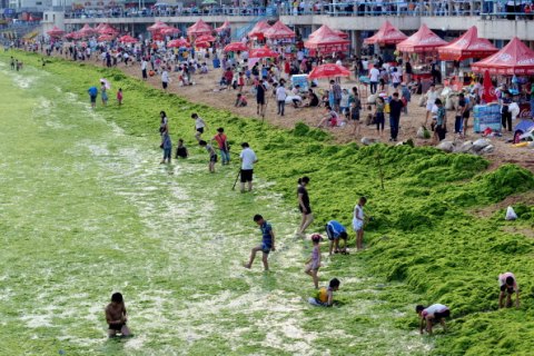 Нашествие зеленых водорослей на пляжи Циндао