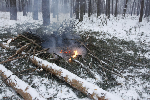 Под Киевом вырубают большой участок леса