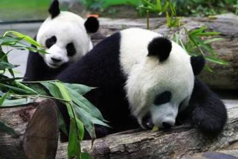 Найрідкісніші тварини: Бамбуковий ведмідь – панда