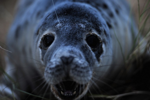 Тюлени — морские красавцы