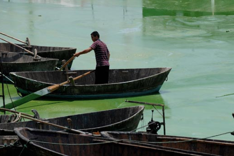 Озеро Чаоху в Китае покрылось водорослями по причине наличия неочищенных сточных вод