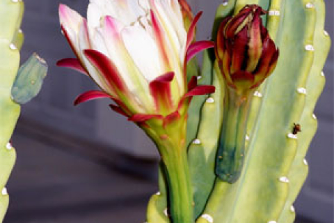 Краса Аризони: квітучі кактуси. Частина 1 (фотоогляд)