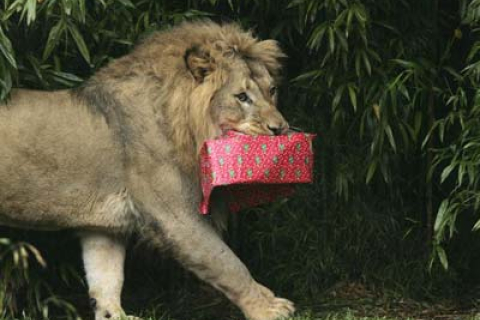 Фоторепортаж: тварини у зоопарку Сан-Франциско отримали подарунки на Різдво