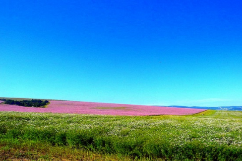 В Крыму цветёт шалфей