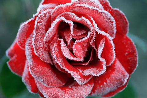 Покрытые инеем розы — в Англию пришли первые заморозки