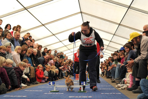 Чемпіонат Європи з кролячих стрибків пройшов у Швейцарії