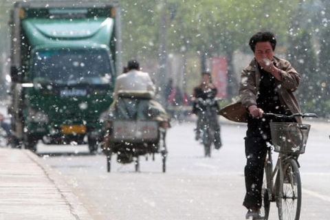 Пекинцы страдают от тополиного и ивового пуха