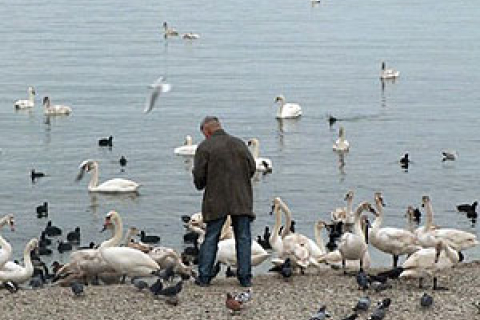 Побережжя зимової Феодосії зайняли лебеді