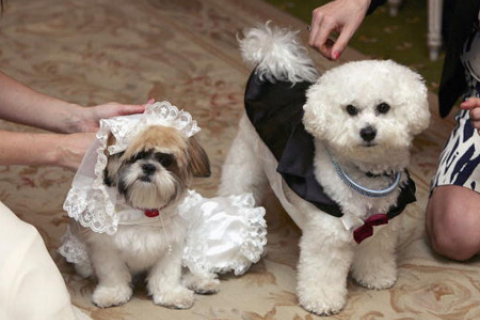 Фотоогляд першого собачого “весілля”, яке відбулося в Лондоні