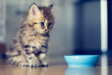 Сколько раз в день нужно кормить котёнка? 