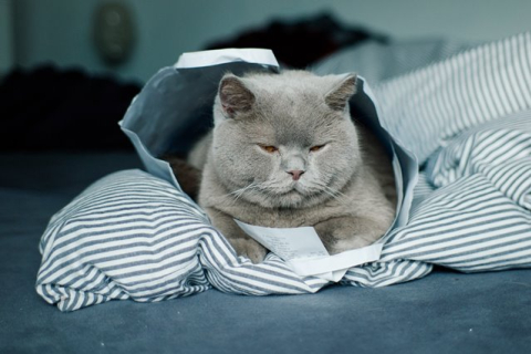Почему кошки так сильно любят бумагу и пластик?