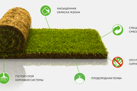 Полезные данные о рулонном газоне
