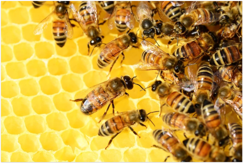 Краткое руководство для начинающего пчеловода